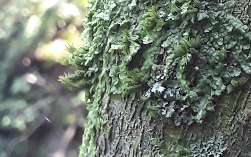 Detailaufnahme von grünem Moos und Flechten auf einem Baumstamm – Symbol für Naturverbundenheit und Achtsamkeit.